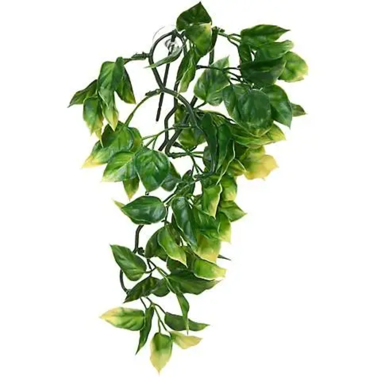 Exo Terra Amapallo medium